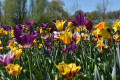Bunte Tulpen auf der Landesgartenschau Ellwangen 2026