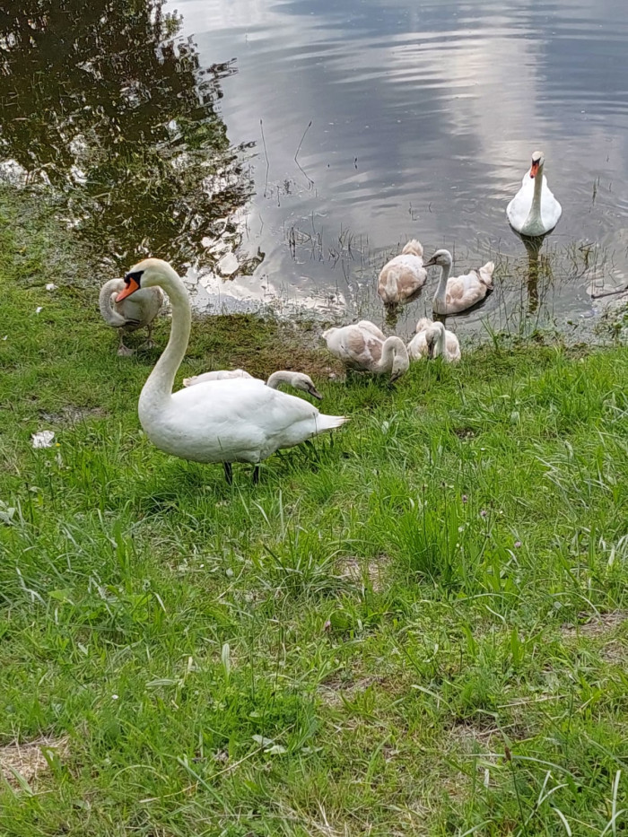 Schwanenfamilie mit Jungschwänen am Ufer des Häslestausees beim Campingplatz Waldeck